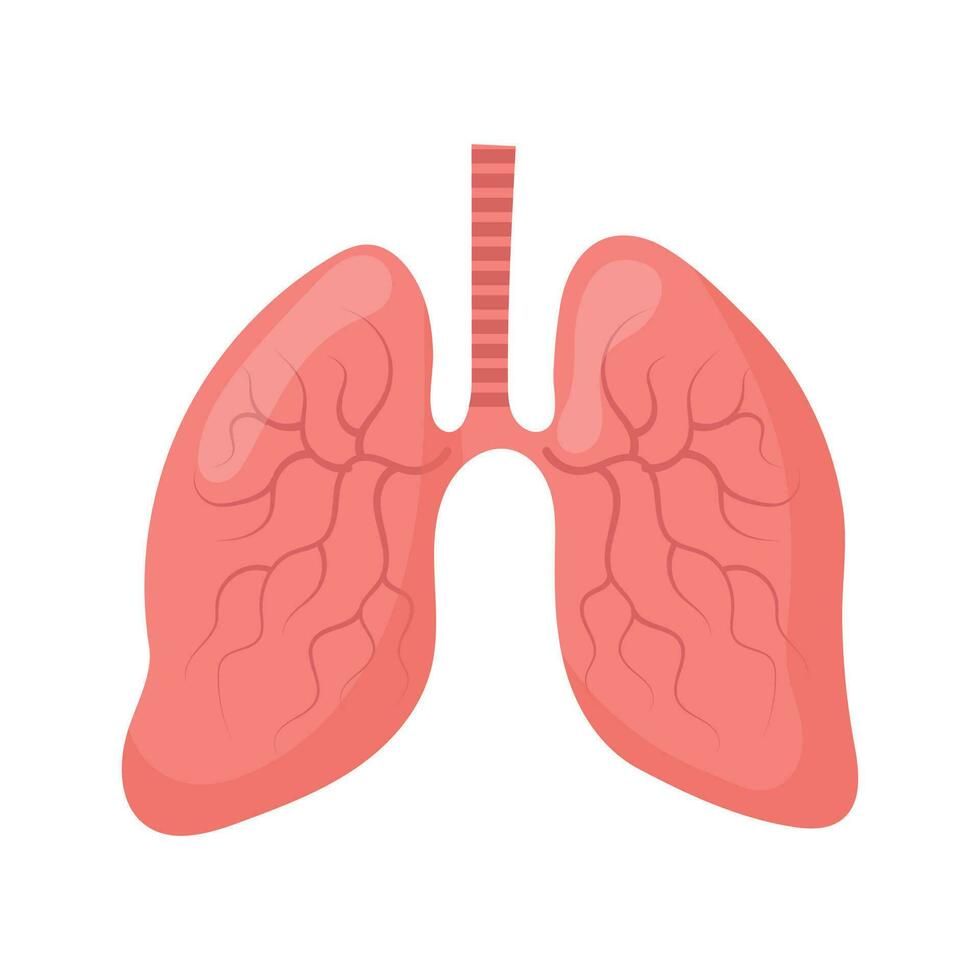 Lungs. Internal human organs. Human anatomy, respiratory system. The concept of medicine and healthcare. Vector