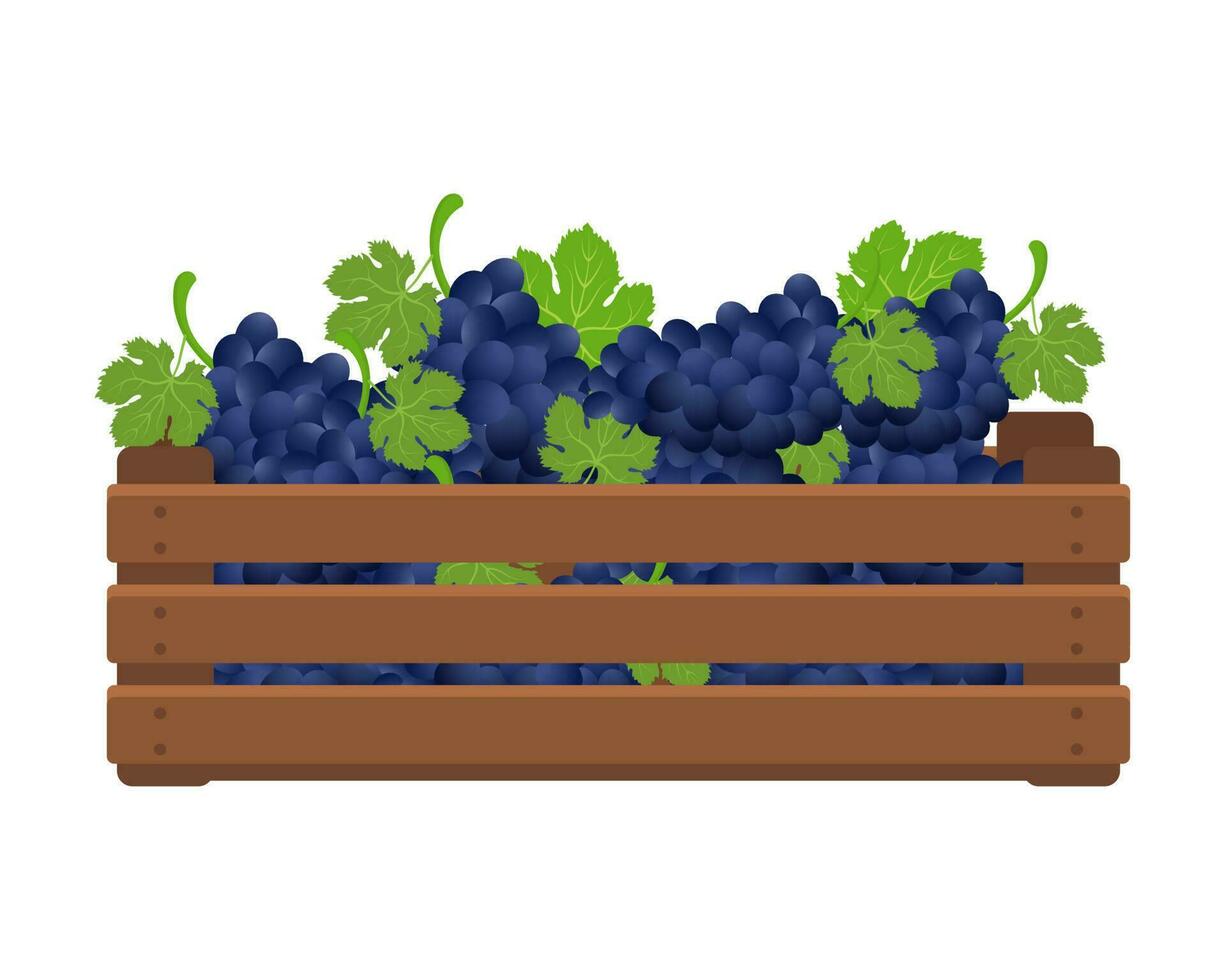 de madera caja con racimos de azul uvas. sano alimento, frutas, agricultura ilustración, vector