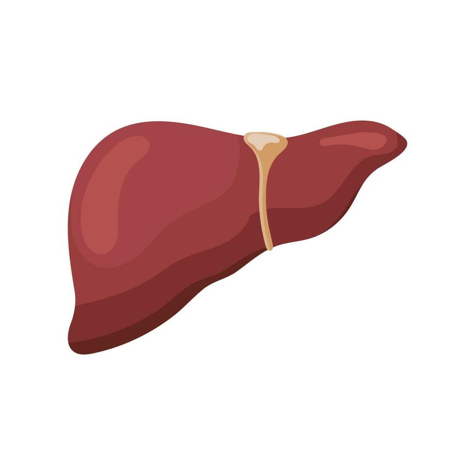 Liver. Internal human organs. Human anatomy. The concept of medicine and healthcare. Vector