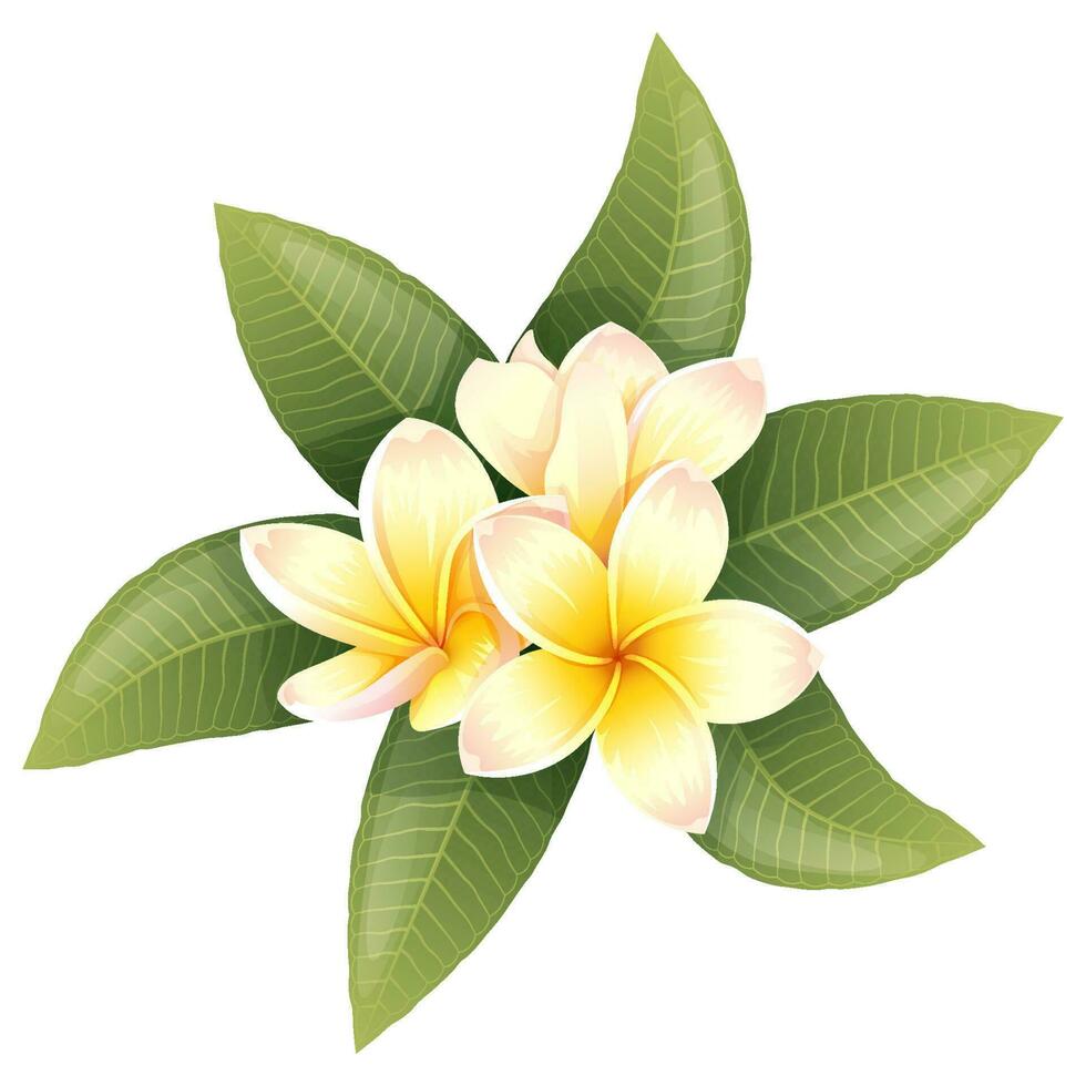 Plumeria flowers on an isolated background. Vector tropical illustration of frangipani flowers. exotic plants