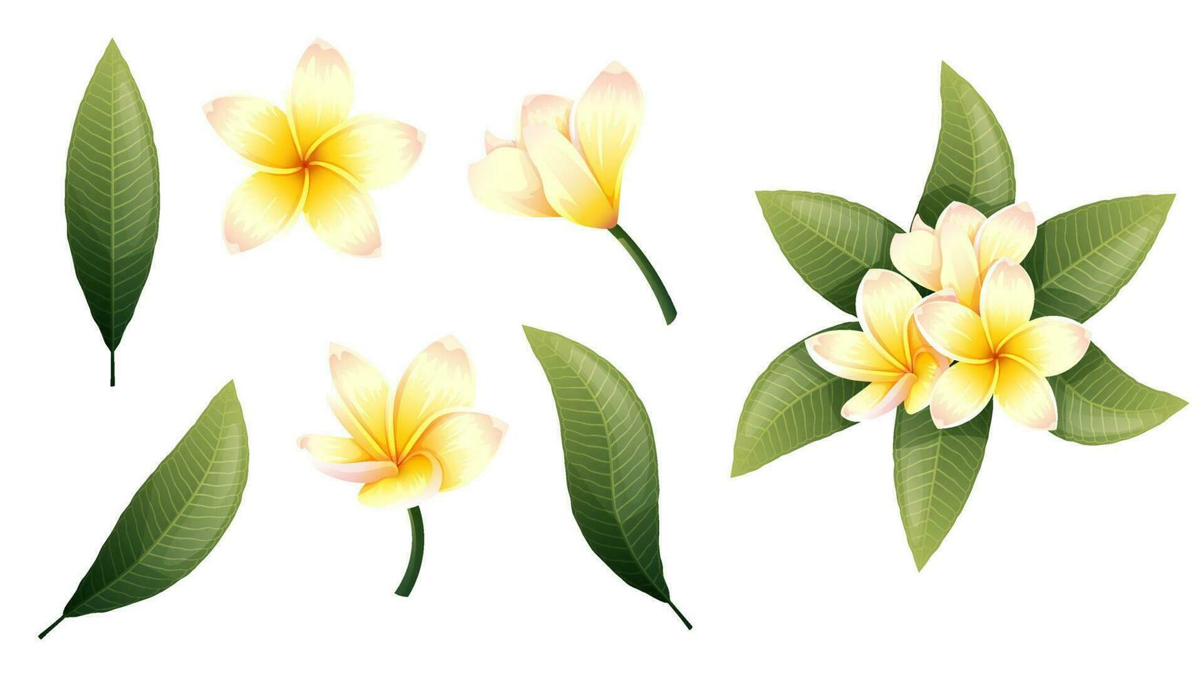 conjunto de amarillo plumeria flores y verde hojas en un aislado antecedentes. tropical frangipani flor elementos para decoración, pegatinas, diseño, etc vector