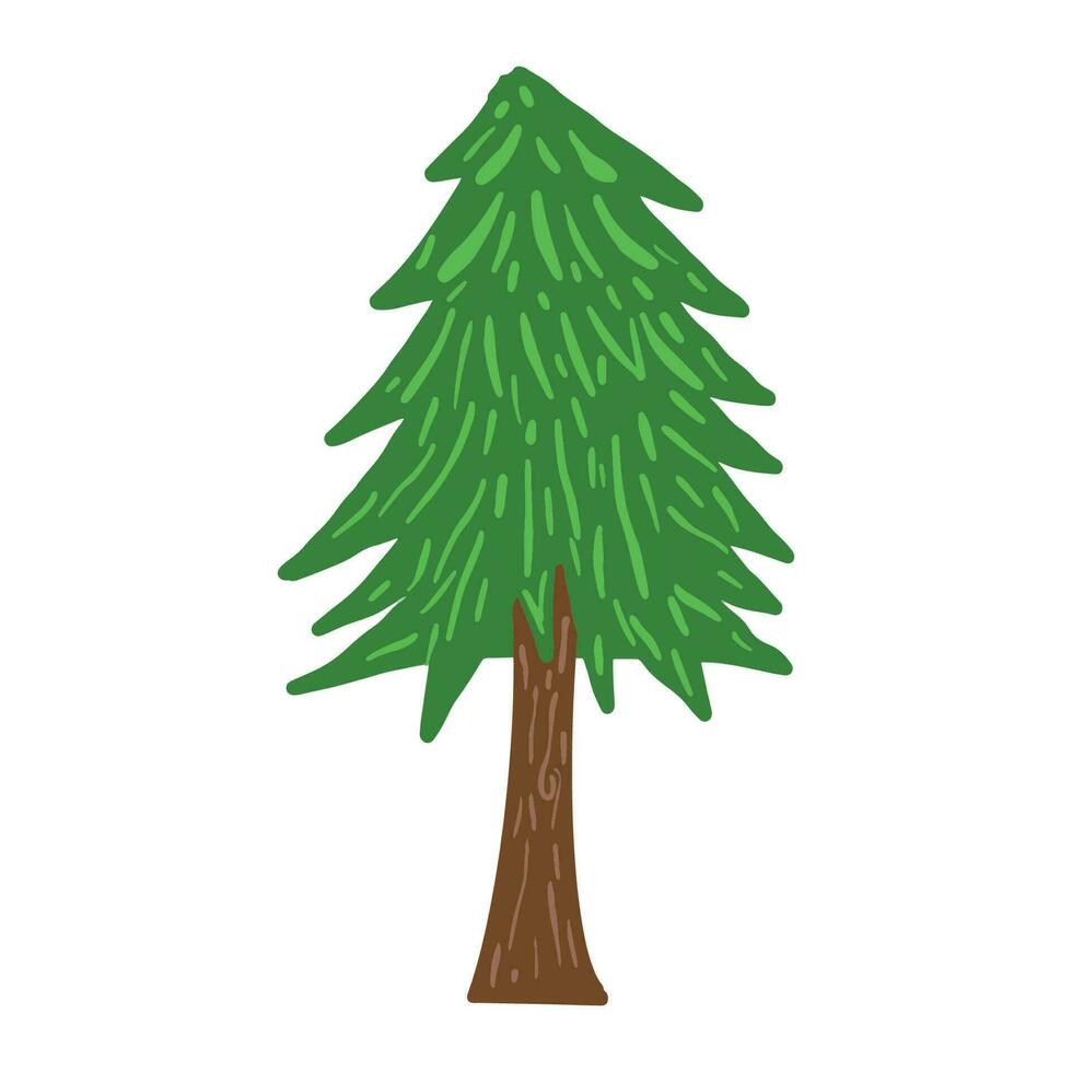 Fraser Fir tree ,good for graphic design resources, prints, banners, posters, pamflets, cover books, and more. vector