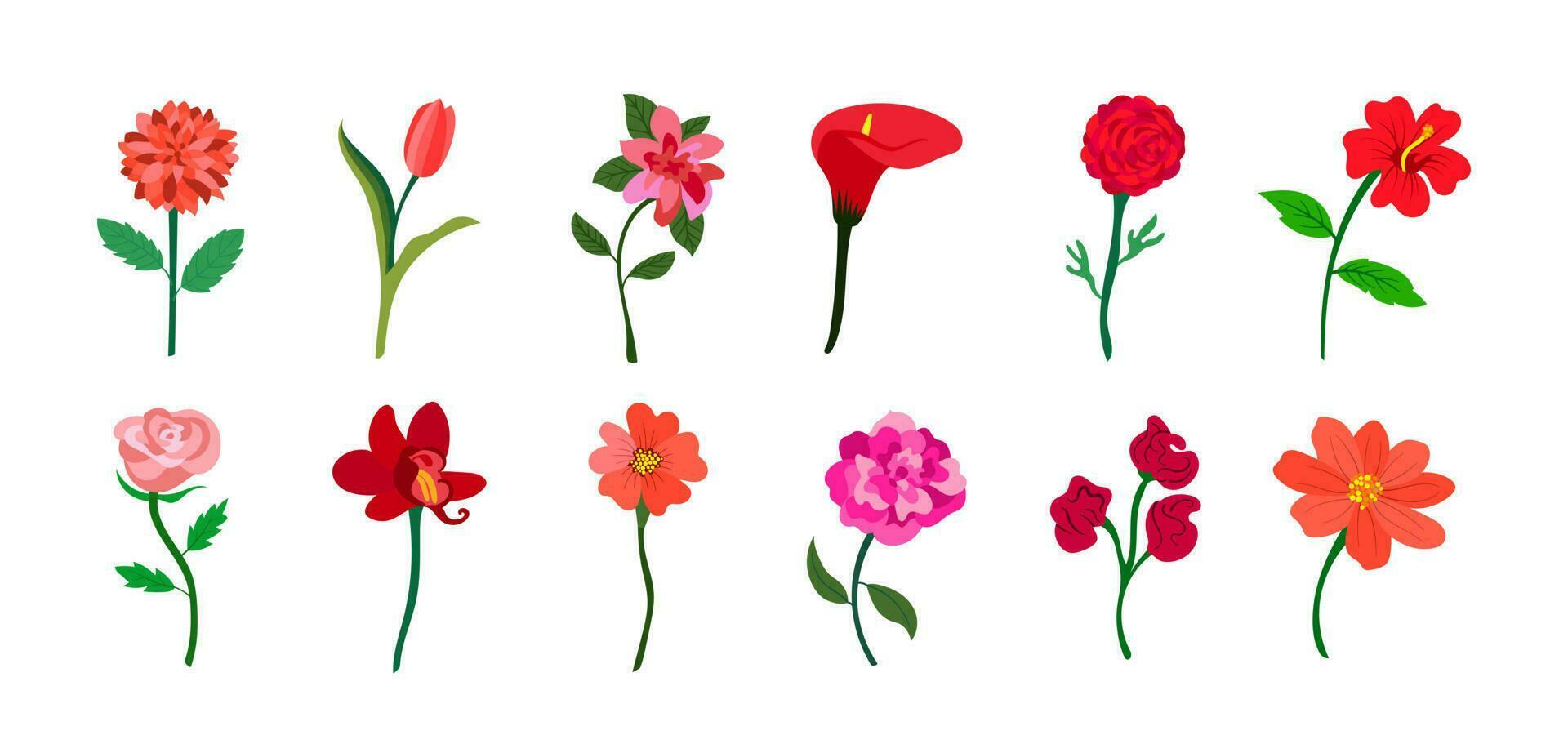 Colorful realistic flat flowers set. Red and pink colors. Perfect for illustrations and nature education. vector