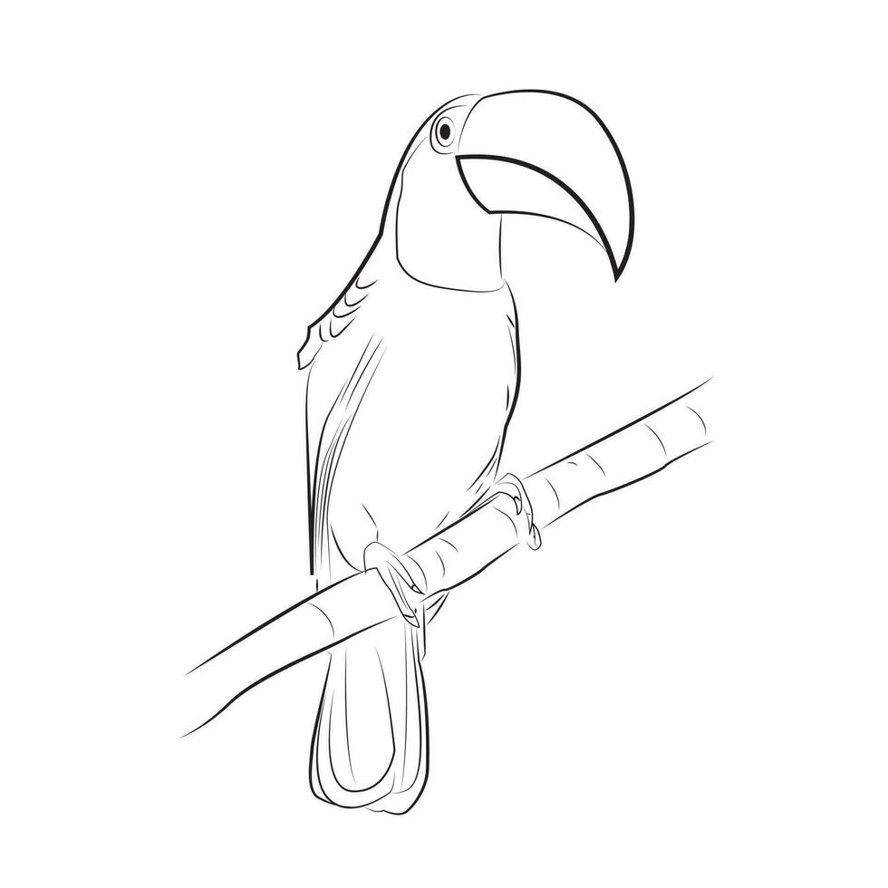 A vector illustration of a toucan bird made in line art style