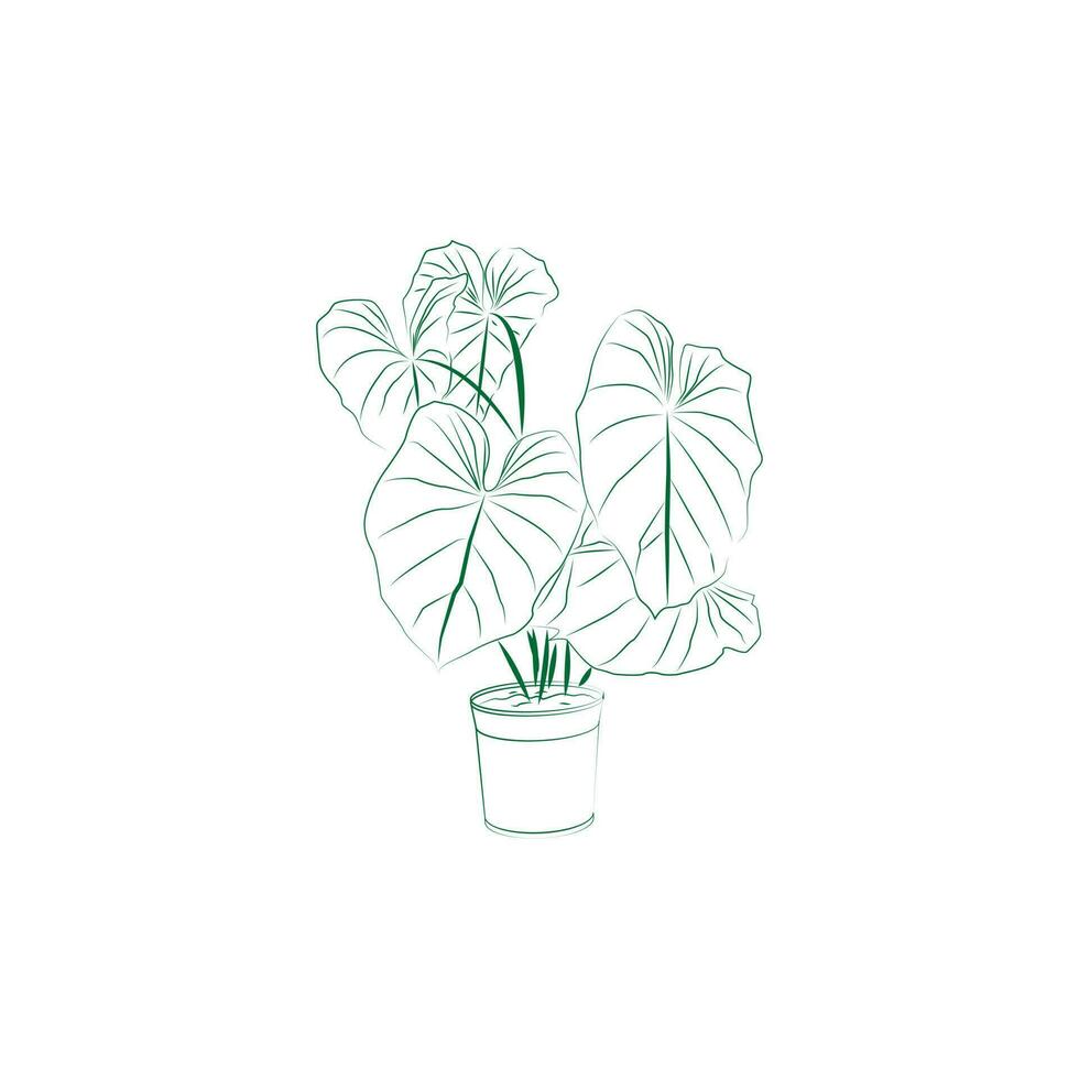 A vector illustration of a Philodendron Gloriosum plant made in a green line art style