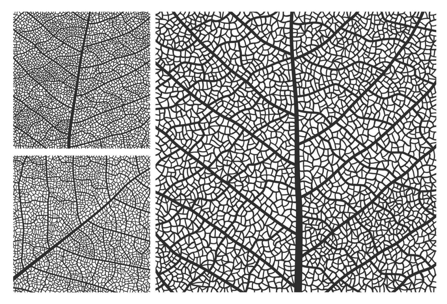 Leaf texture pattern background with veins, cells vector