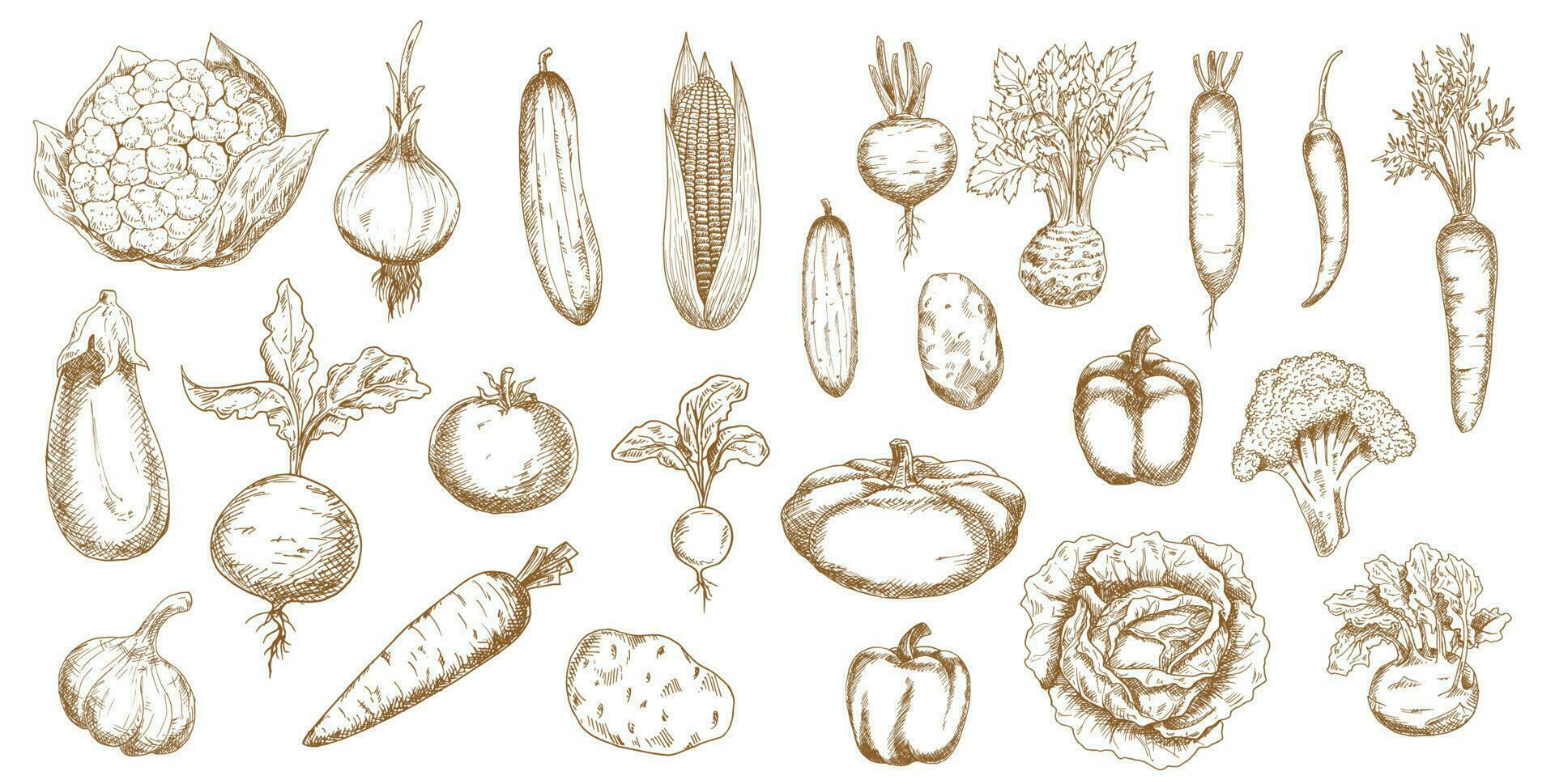 Vegetable isolated sketches of farm veggie food vector