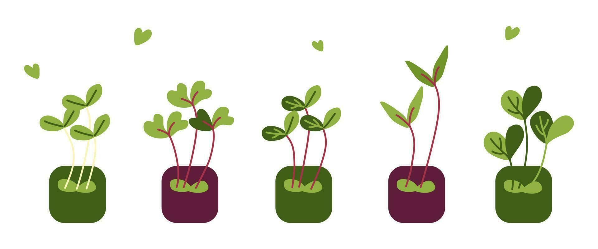 Sets of different types of microgreens vector