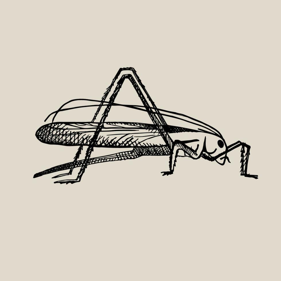 Green grasshopper in vintage style. Jumping insect, grig. Drawn by hand. Vector illustration. Design element, icon, template
