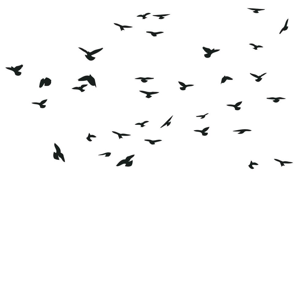 A flock of flying birds silhouette, flight in different positions. Hover, soaring, landing, flying, flutter. Isolated vector