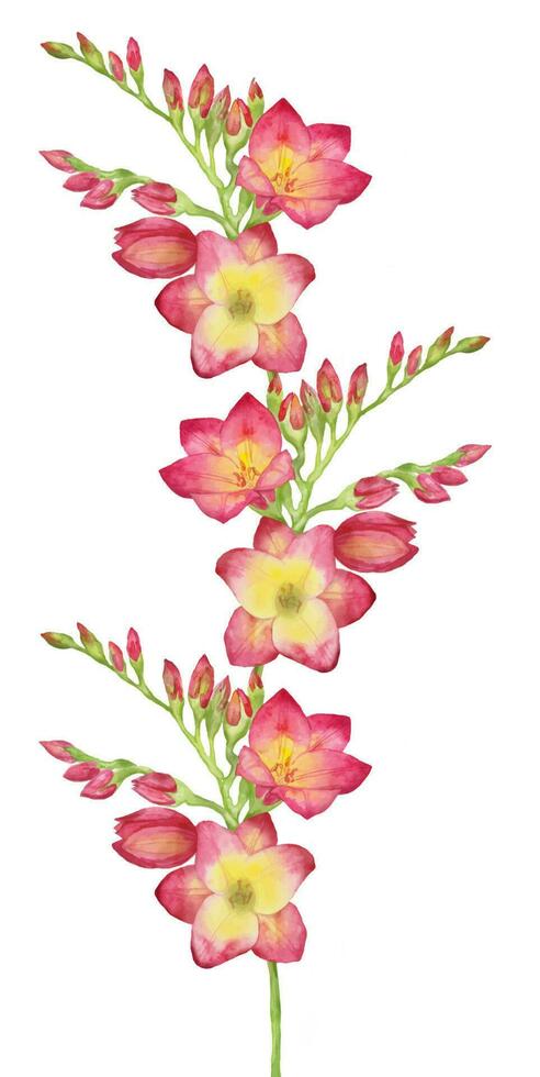 Watercolor illustration of a red freesia, bouquet, branch with buds. .Illustration for greeting cards, invitations, and other printing projects. vector