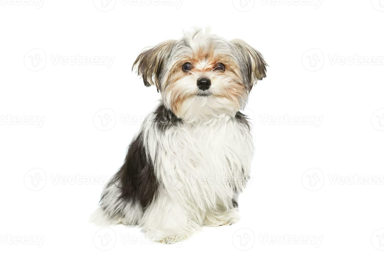 Puppy Maltese lapdog isolated on white background. photo