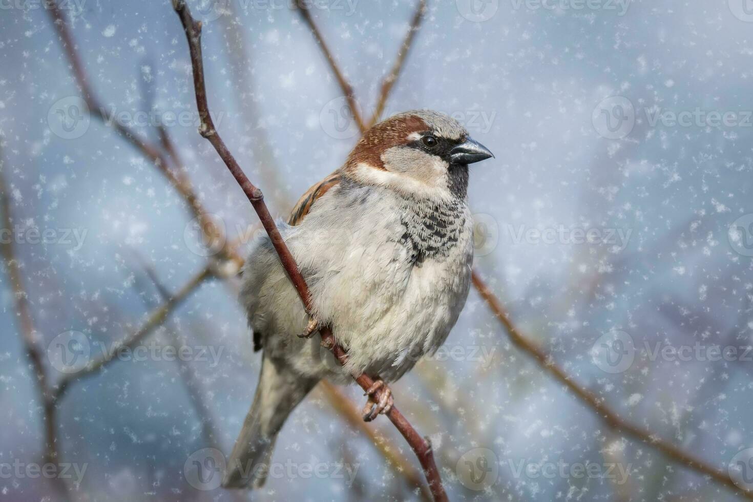 Eurasian Tree Sparrow Passer montanus sitting in a tree in winter time photo