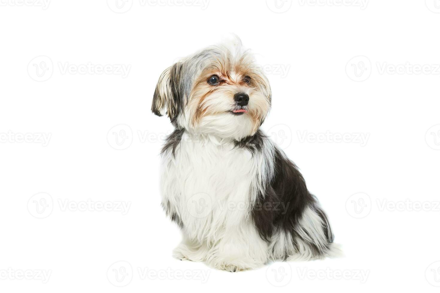 Cute maltese puppy isolated on white background photo