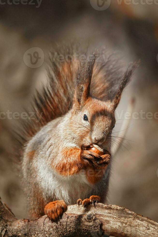 selectivo imagen de rojo ardillas comiendo nuez en de madera tocón foto