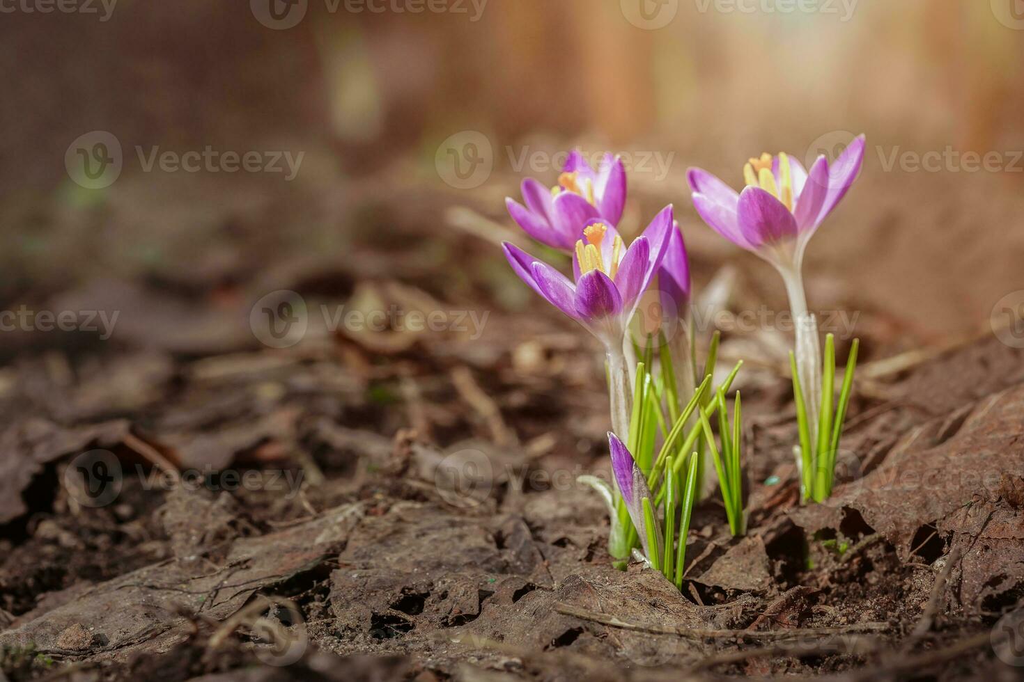 Purple Crocus Flowers in Spring. High quality photo. photo