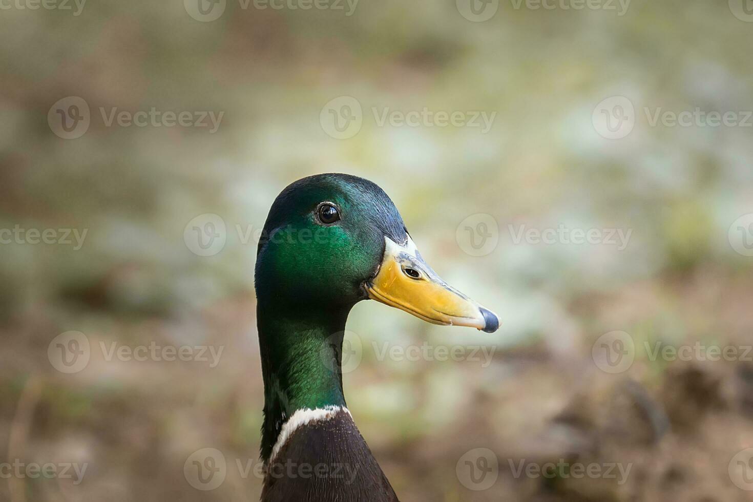 A closeup shot of a cute big brown duck photo