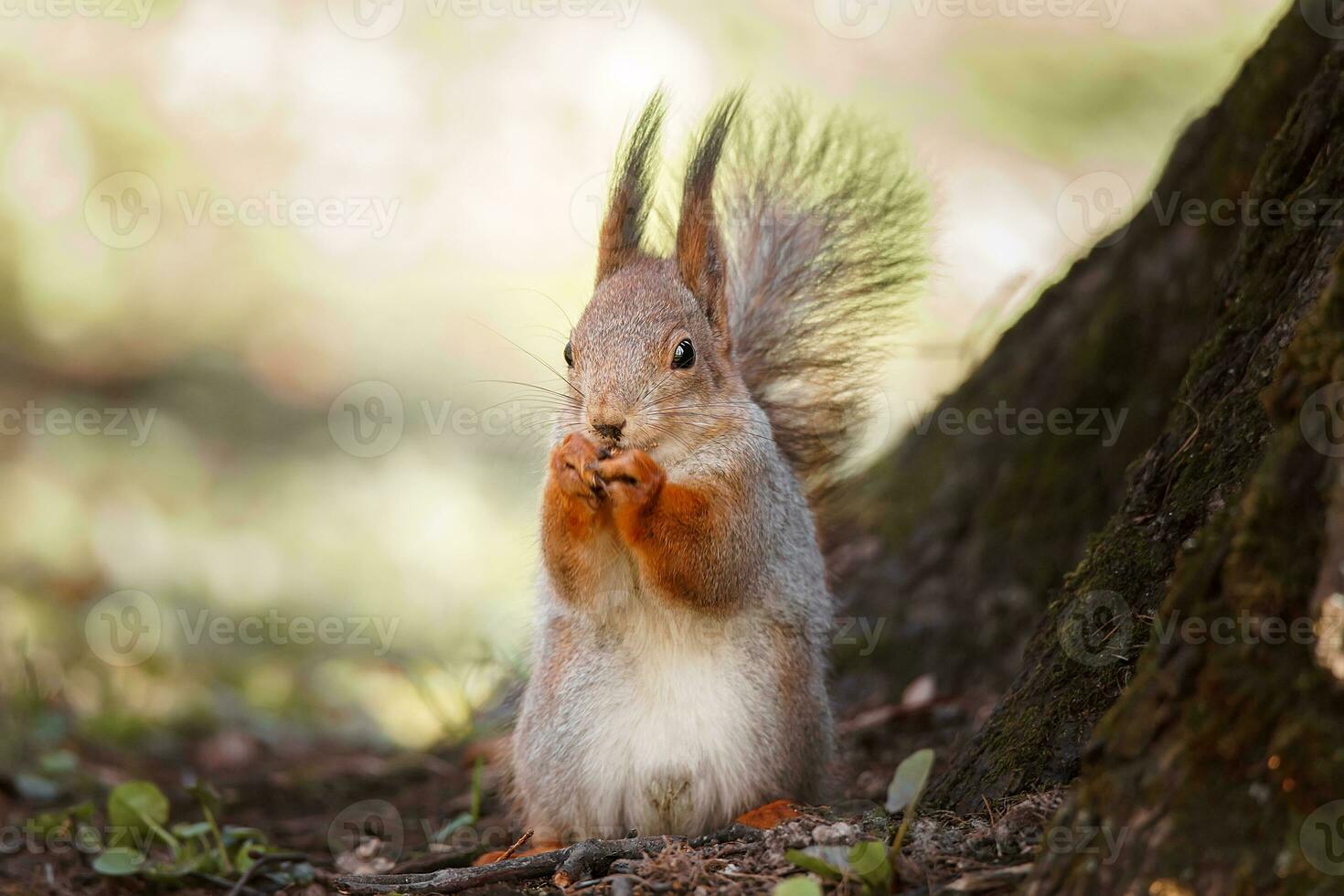 Red Squirrel climbing up in a tree. photo
