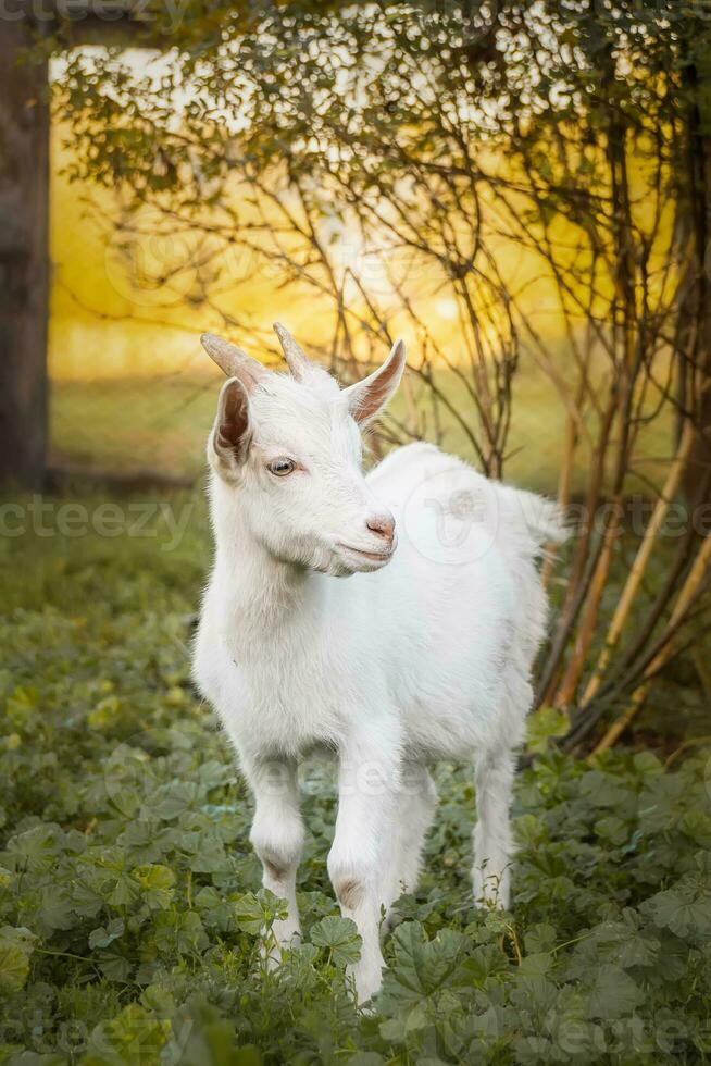 small goat in a field of wheat.. photo