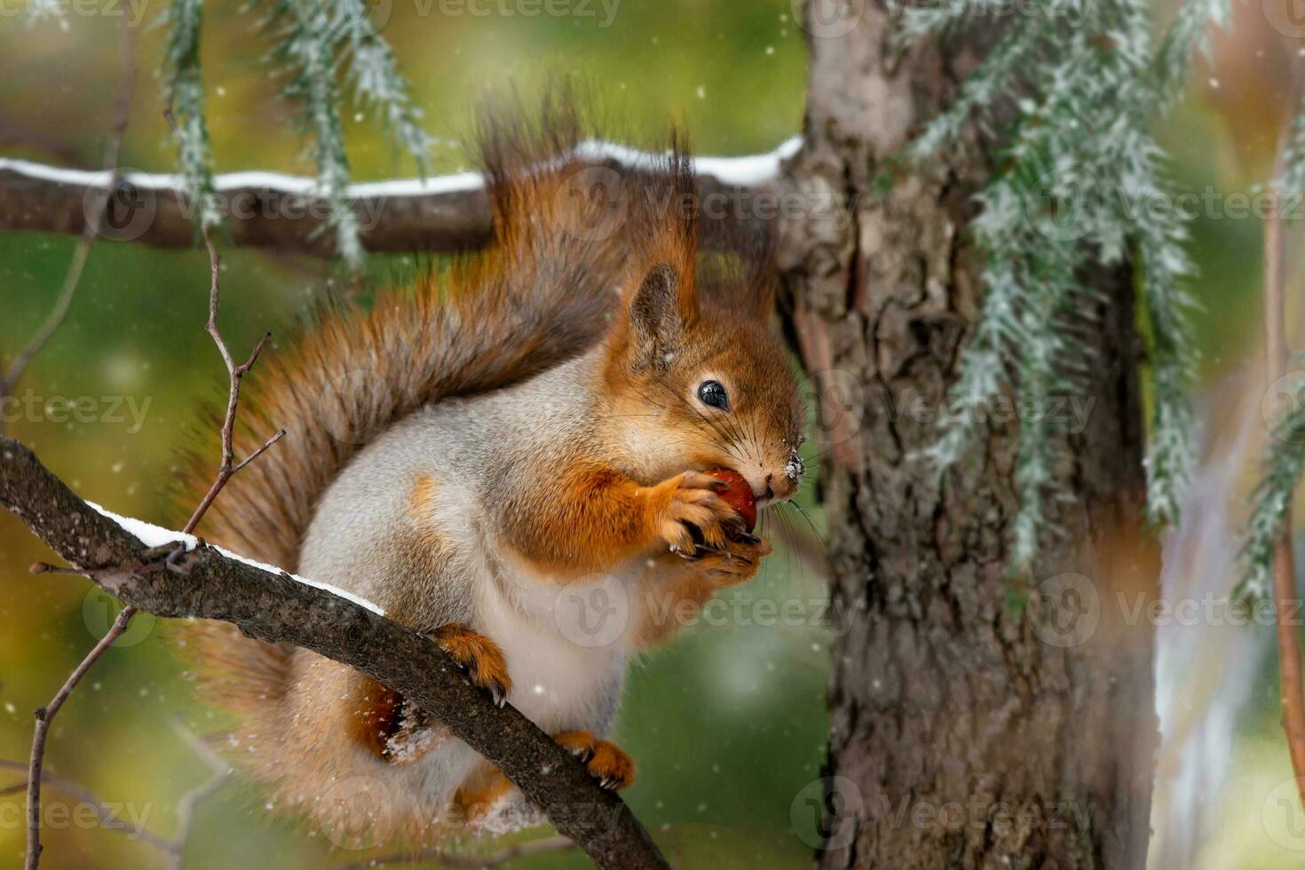 Squirrel on tree in winter park photo