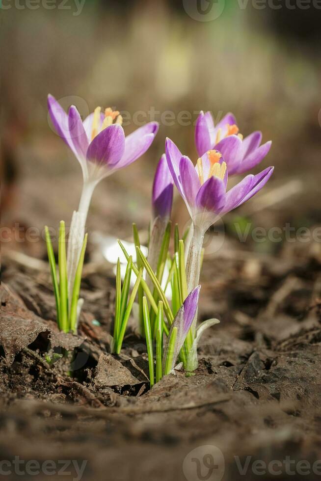 púrpura azafrán flores en primavera. alto calidad foto