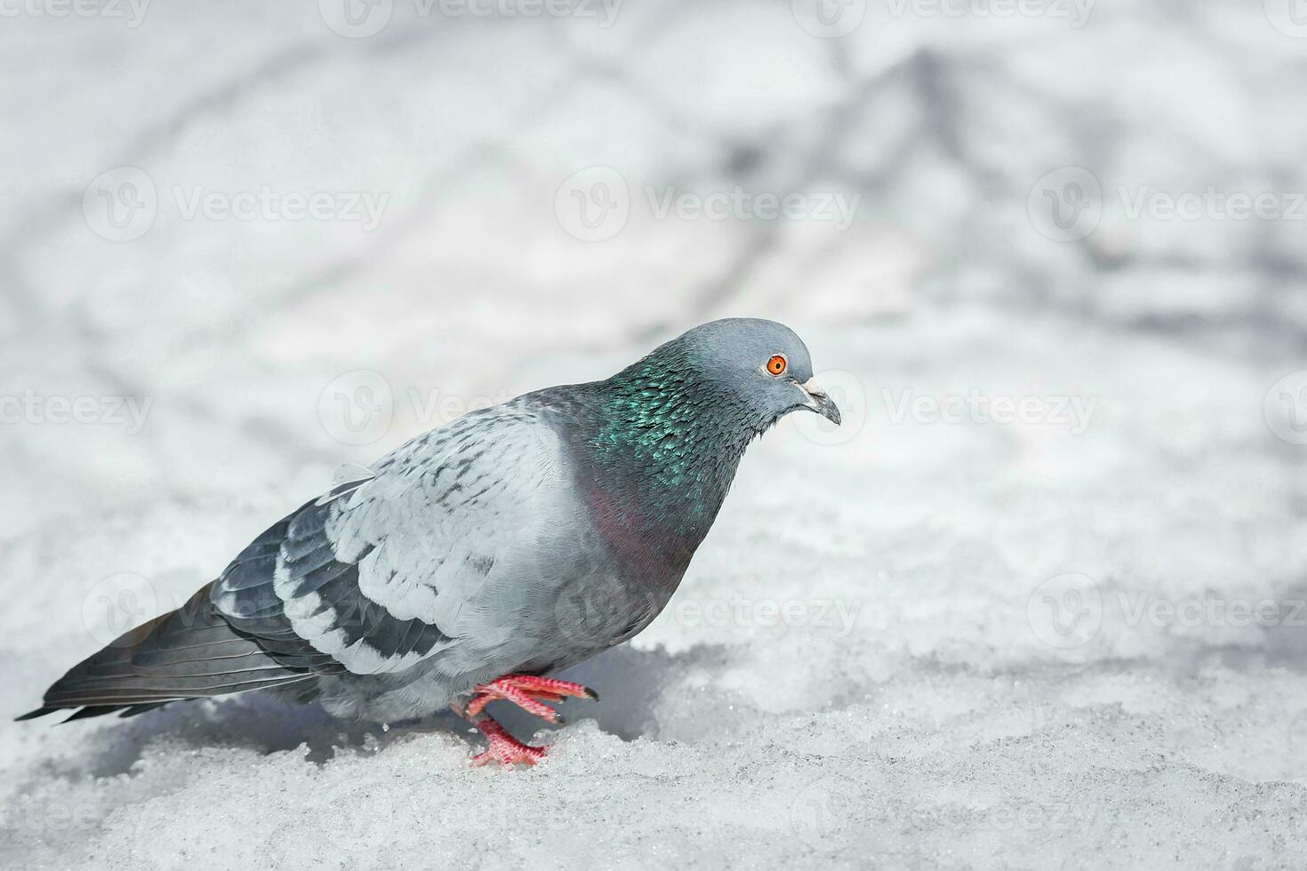 A beautiful pigeon sits on the snow in a city park in winter.. photo