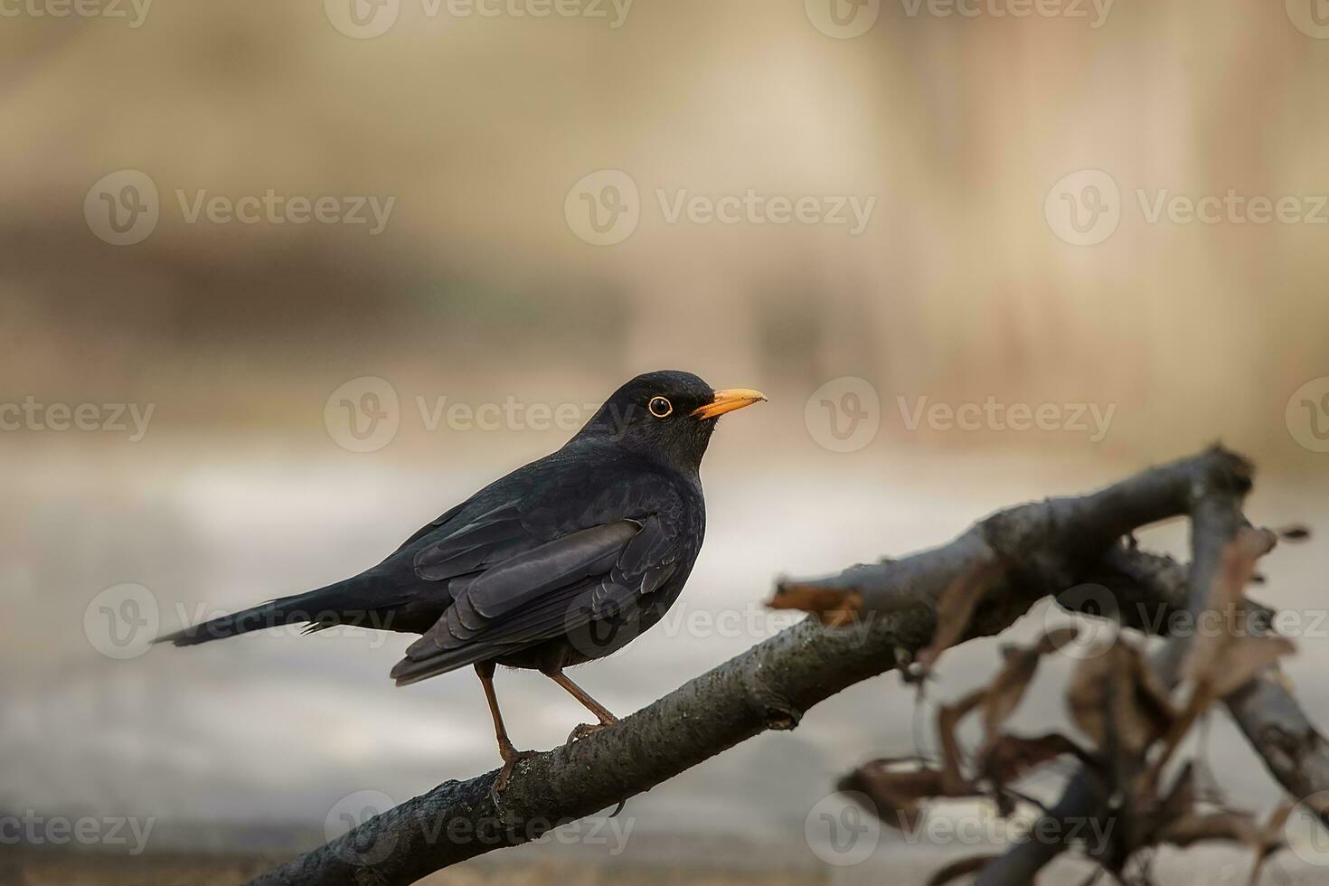 Blackbird Turdus Merula singing in a tree photo
