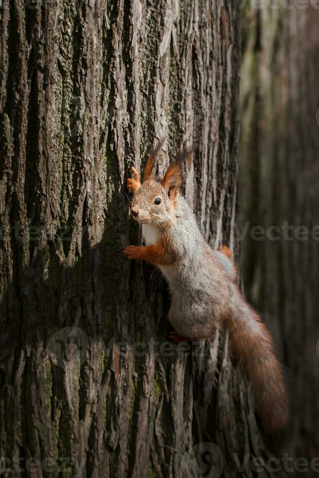 rojo ardilla alpinismo arriba en un árbol. foto