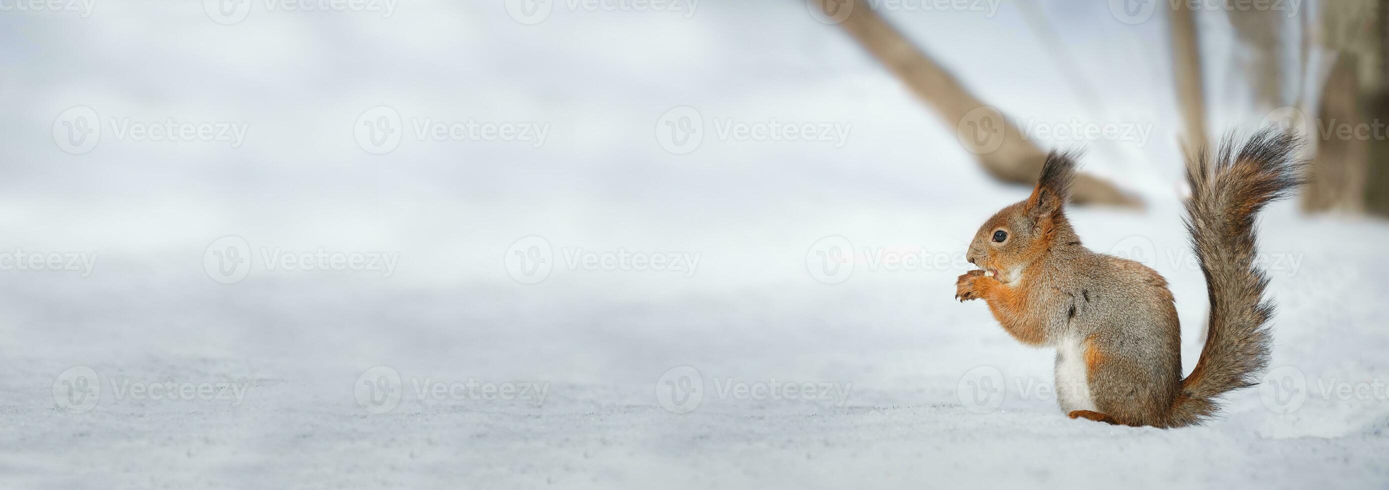 cute young squirrel on tree with held out paw against blurred winter forest in background photo