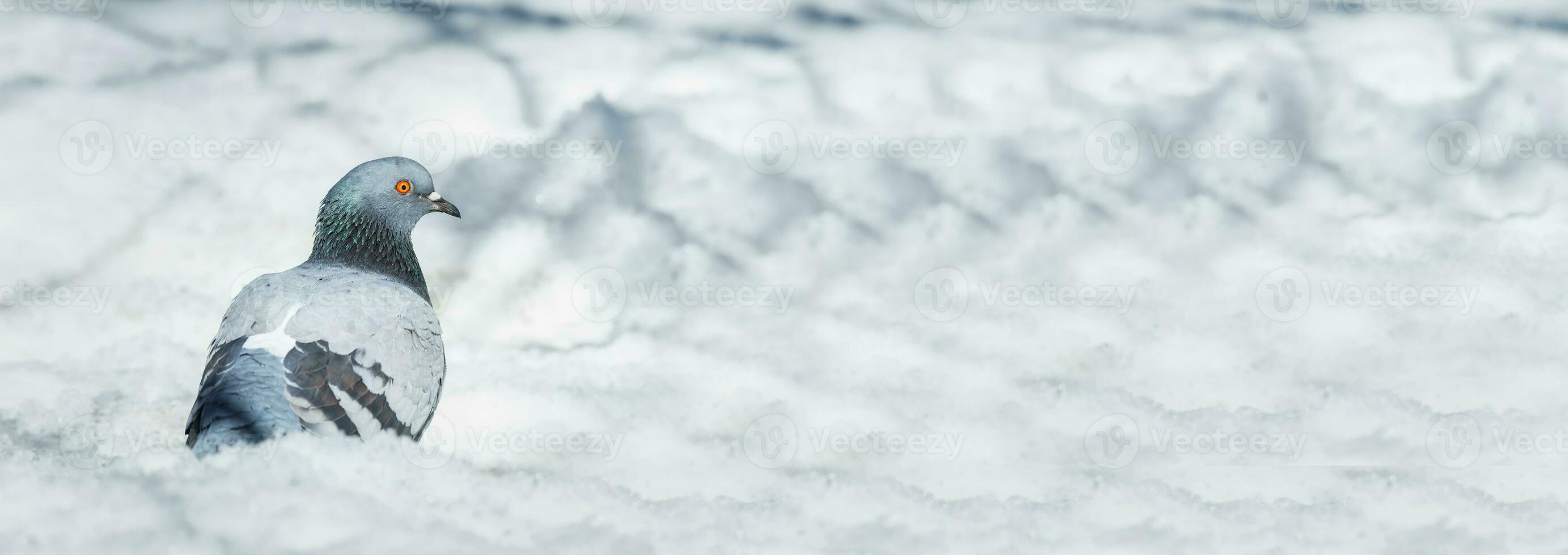 un hermosa Paloma se sienta en el nieve en un ciudad parque en invierno.. foto