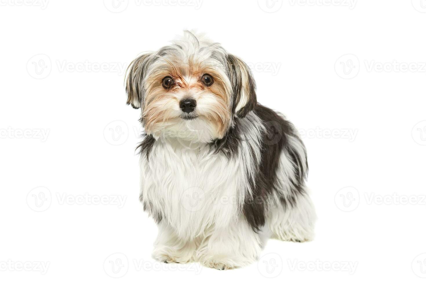 Puppy Maltese lapdog isolated on white background. photo