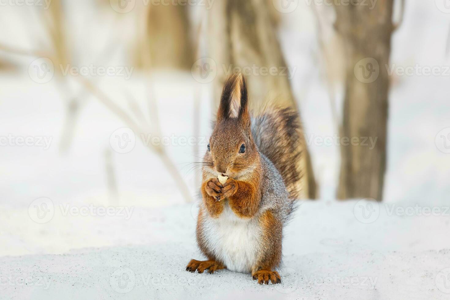 linda joven ardilla en árbol con retenida fuera pata en contra borroso invierno bosque en antecedentes foto