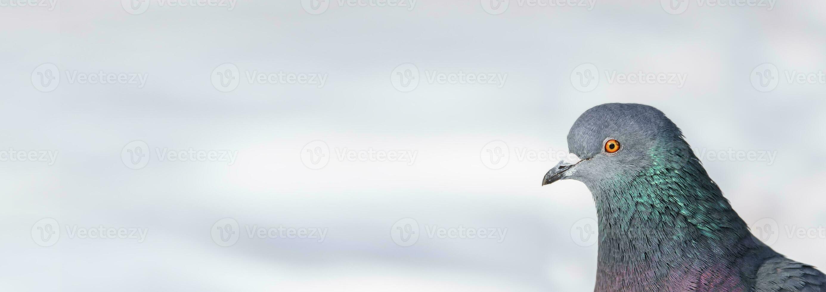 A beautiful pigeon sits on the snow in a city park in winter. photo