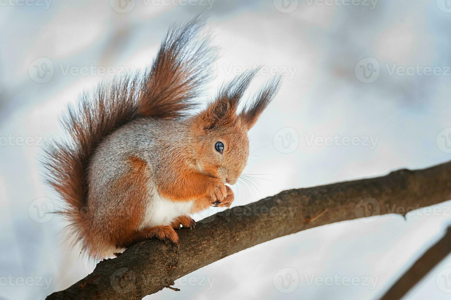 selective image of red squirrels eating nut on wooden stump photo