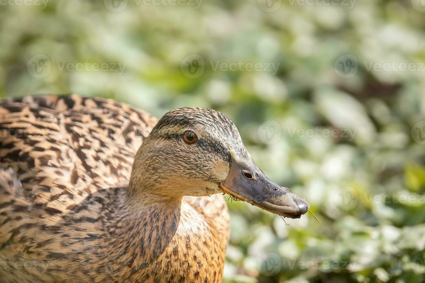 A closeup shot of a cute big brown duck photo