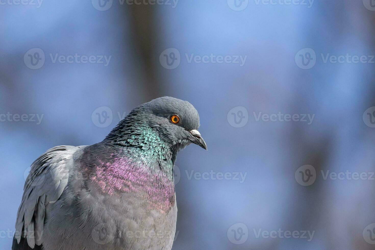 A beautiful pigeon sits on the snow in a city park in winter. photo