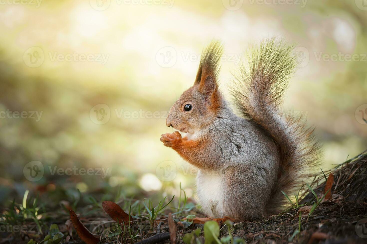 Red Squirrel climbing up in a tree. photo