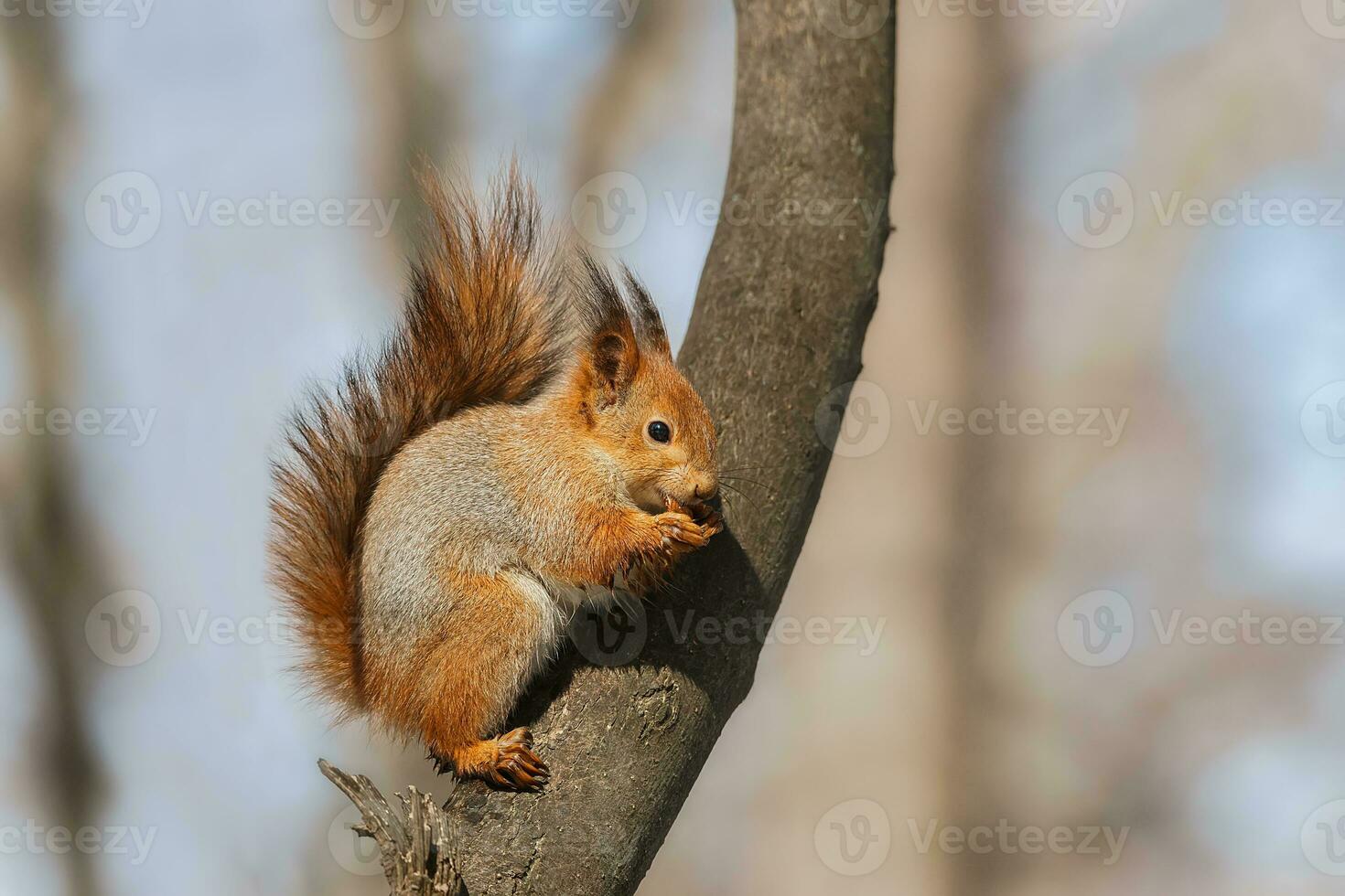 selective image of red squirrels eating nut on wooden stump photo