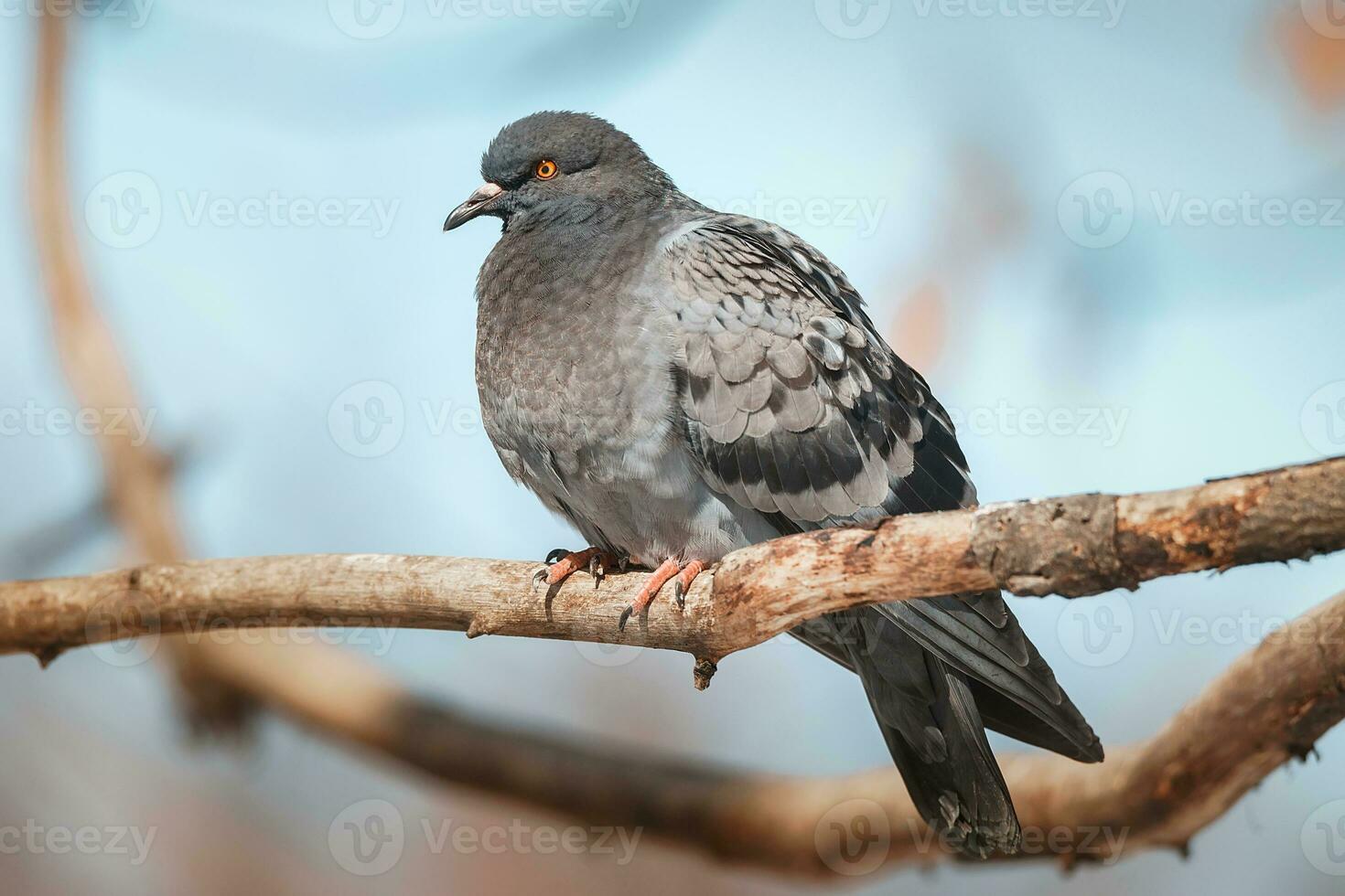 A beautiful pigeon sits on the snow in a city park in winter.. photo