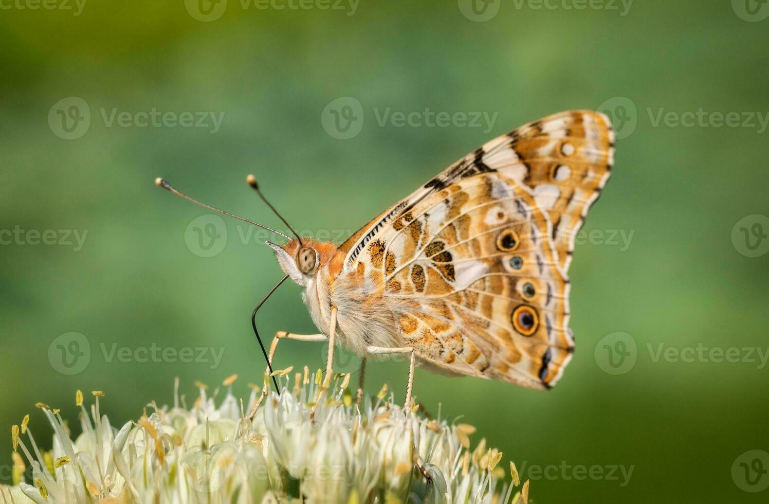 Butterfly on blossom flower in green nature. photo