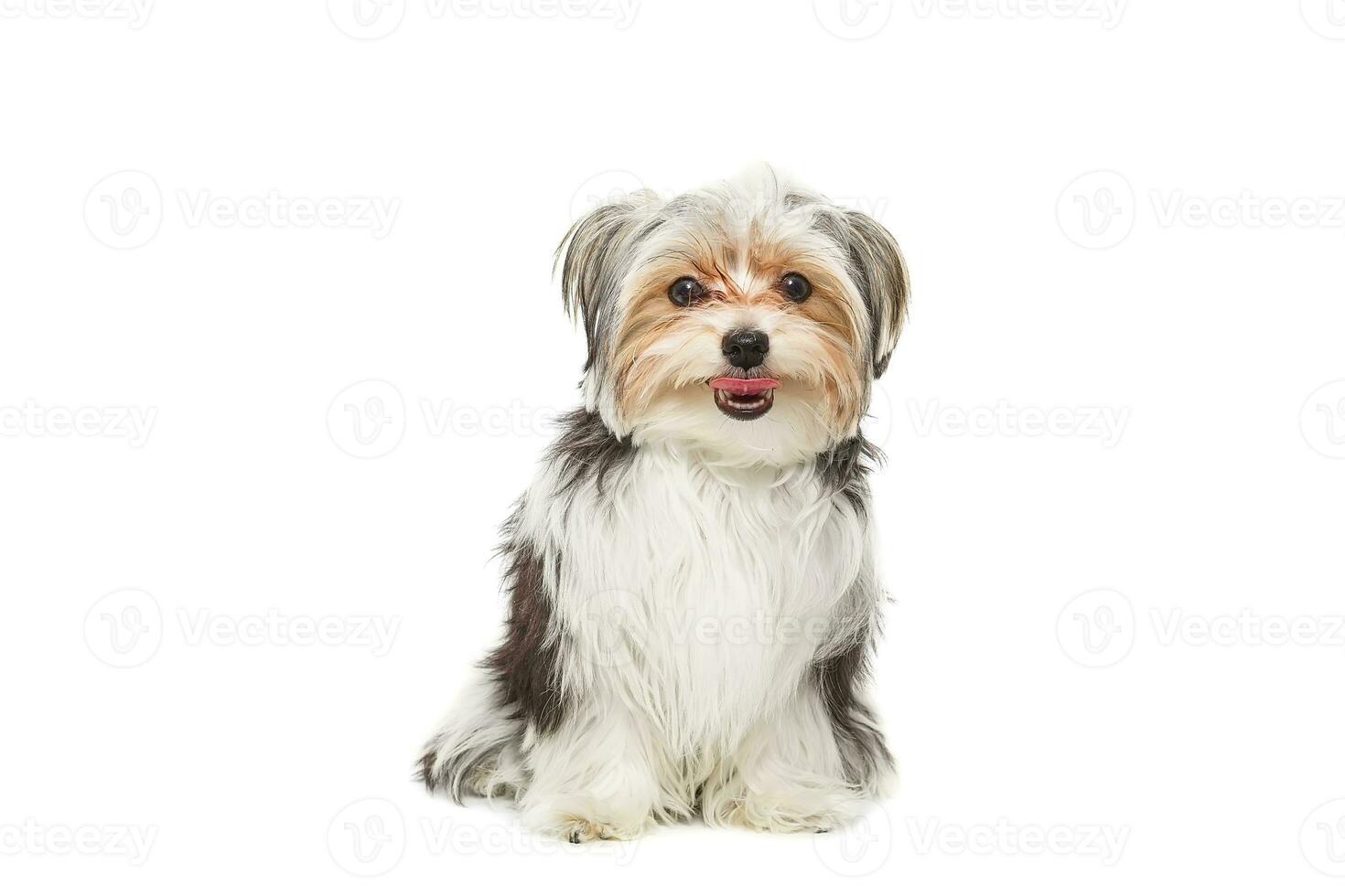 Puppy Maltese lapdog isolated on white background. photo