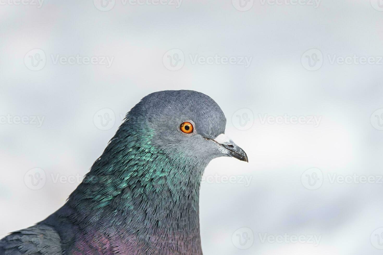 A beautiful pigeon sits on the snow in a city park in winter. photo