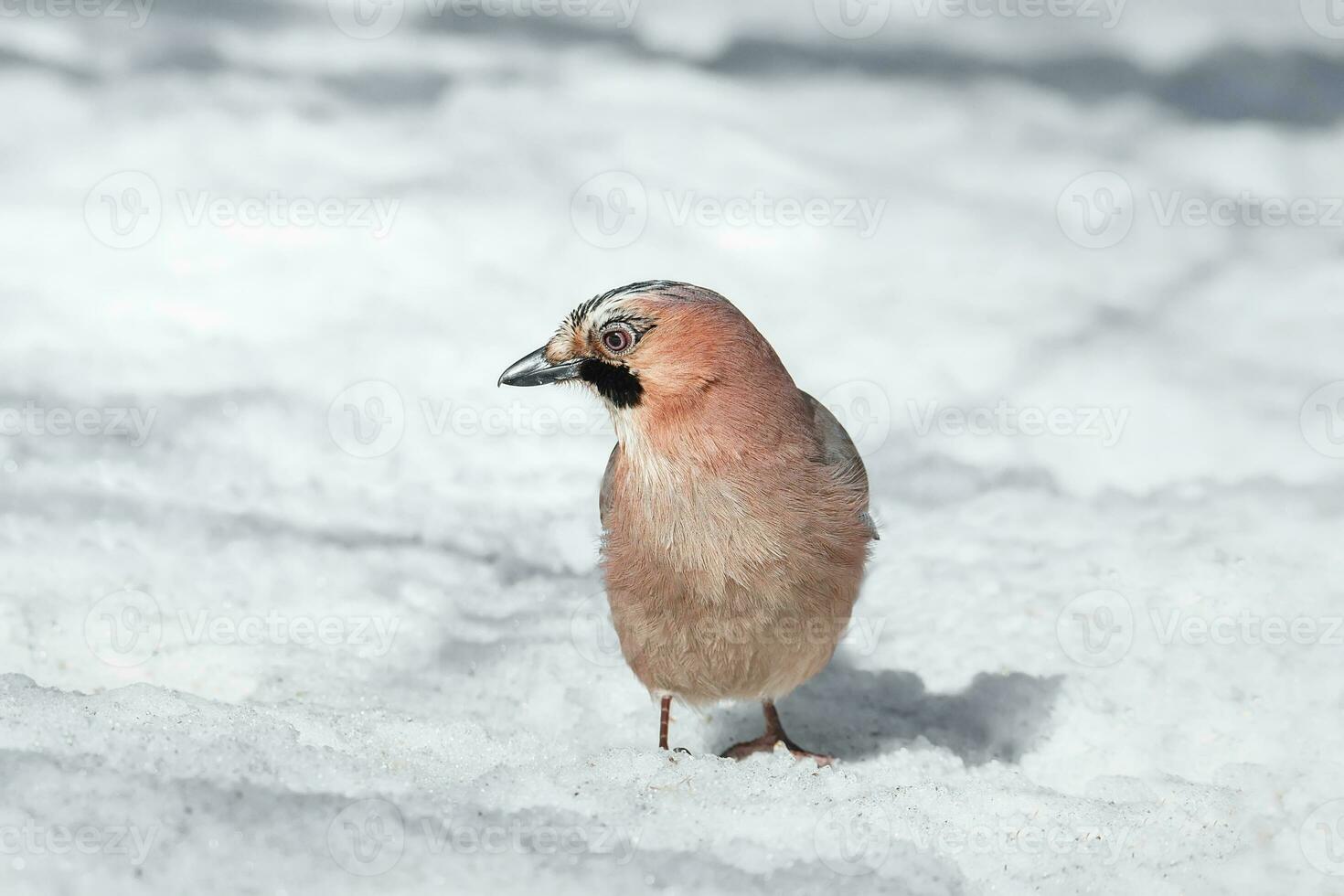 Close-up of an Eurasian Jay Garrulus glandarius on a tree in winter photo