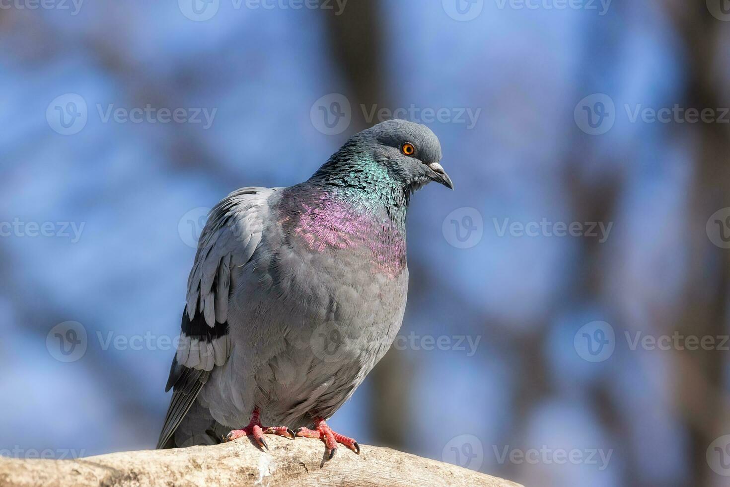 A beautiful pigeon sits on the snow in a city park in winter.. photo