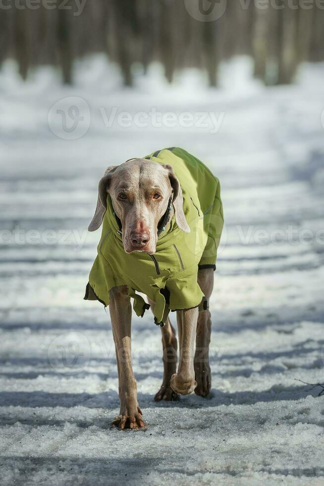 dog portrait on the white winter background photo