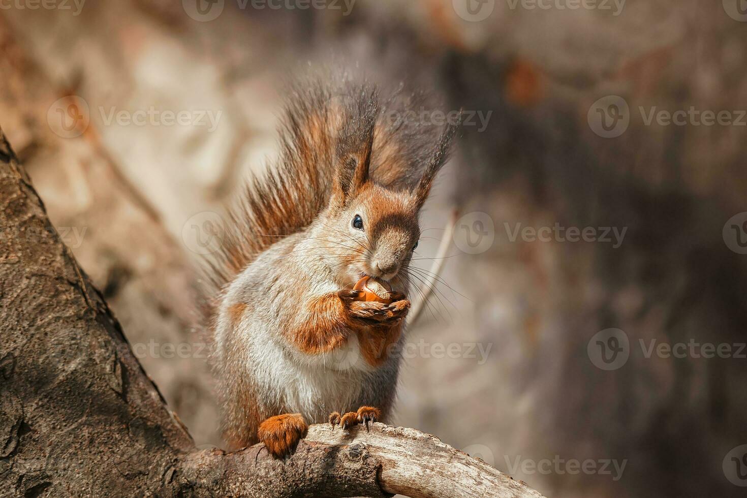 selectivo imagen de rojo ardillas comiendo nuez en de madera tocón foto