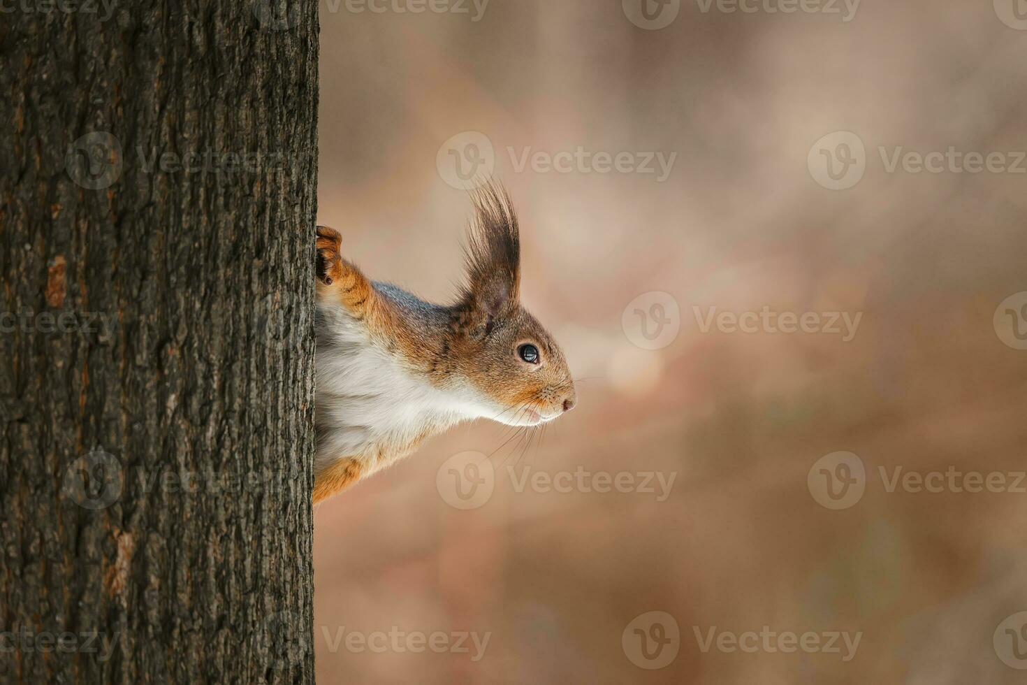 cute young squirrel on tree with held out paw against blurred winter forest in background. photo