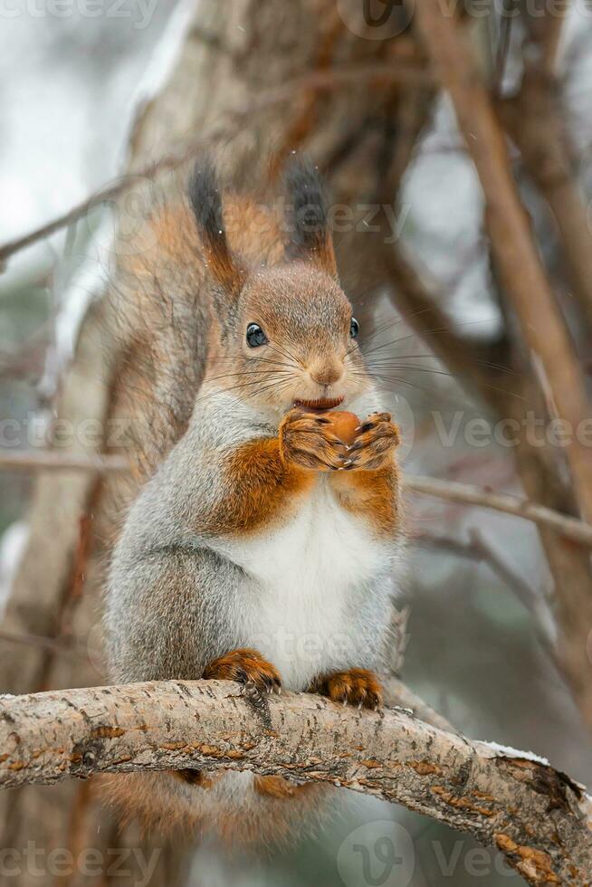 Red Squirrel climbing up in a tree photo