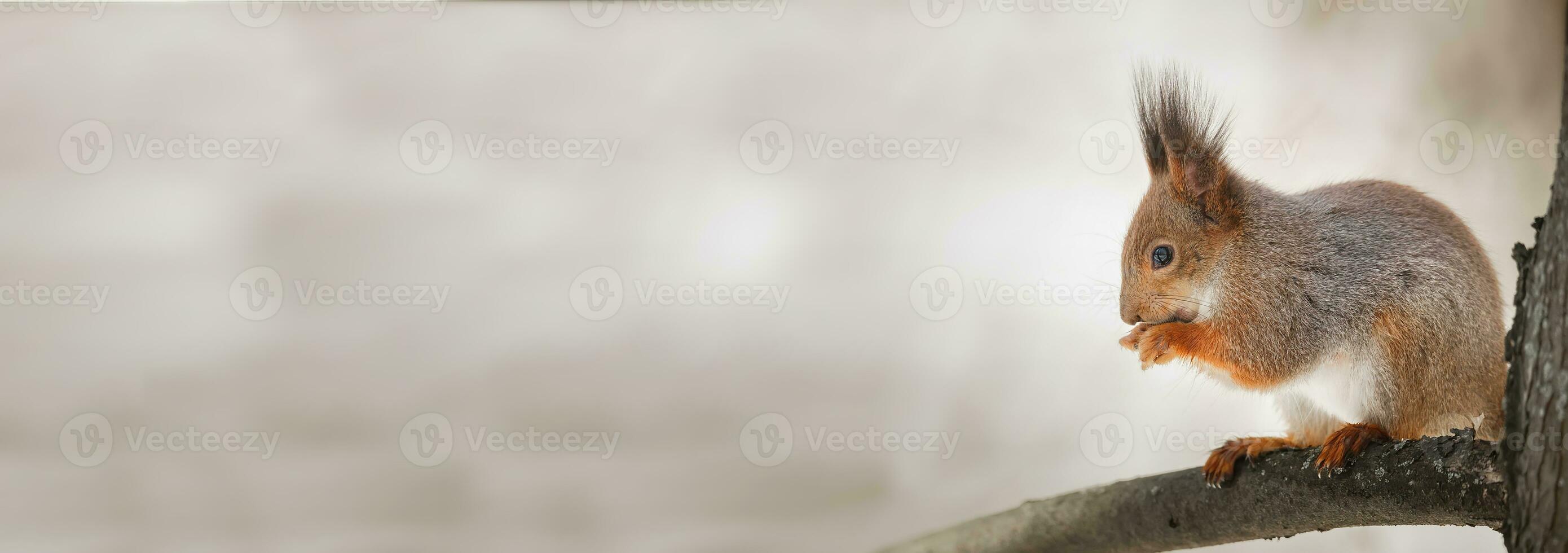 cute young squirrel on tree with held out paw against blurred winter forest in background photo