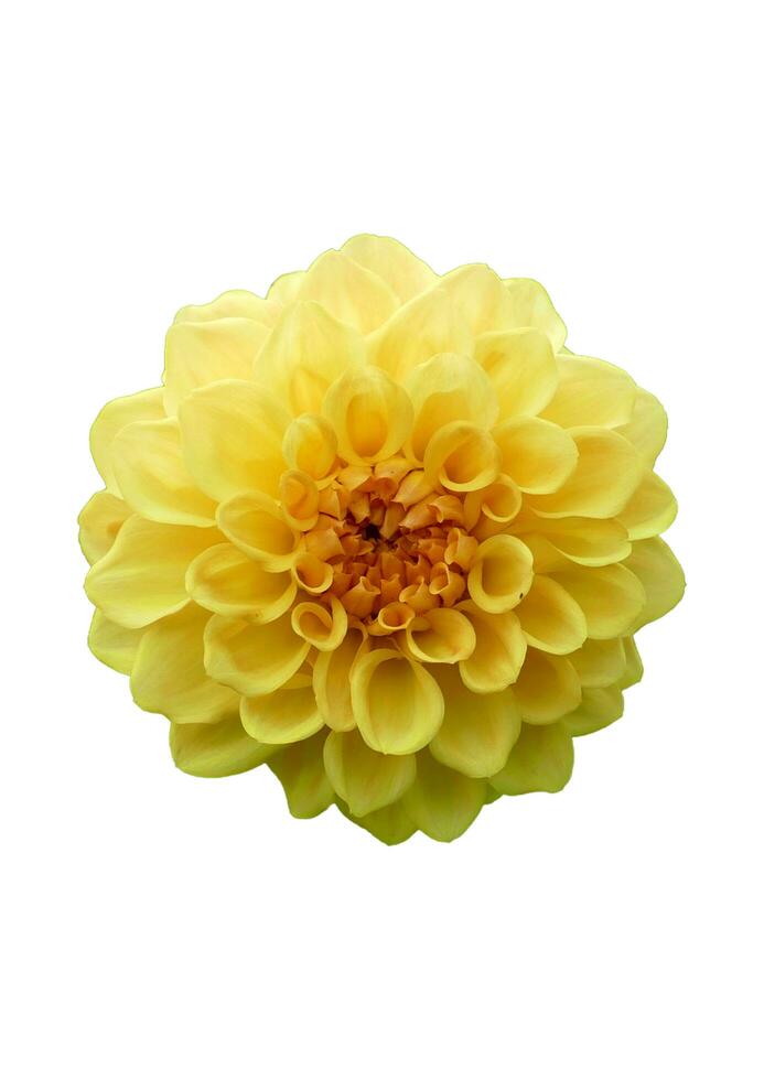 yellow flower background photo